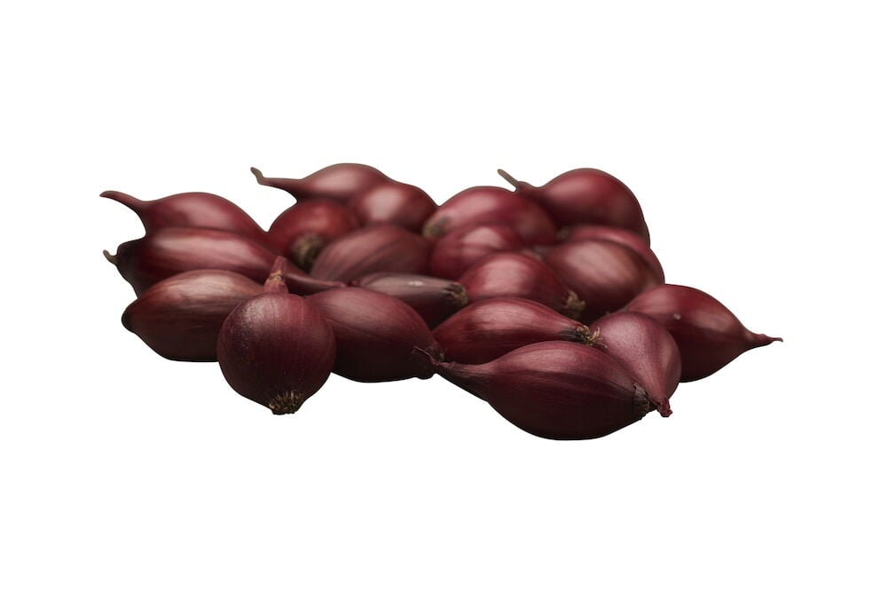 Useita Red Baron -lajikkeen punasipuleita.