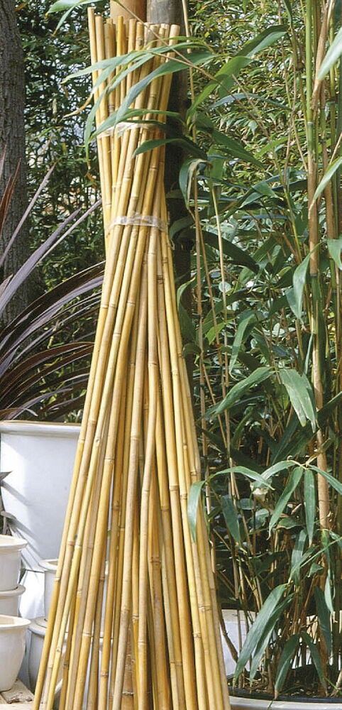 Kokoelma suoria bambusauvoja kasvitueksi ulkokäyttöön.