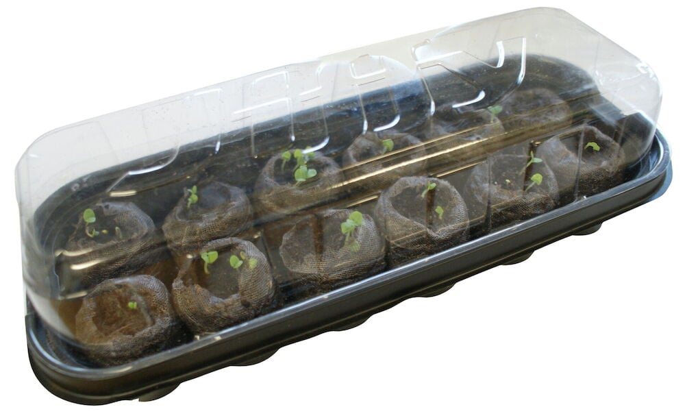 Mini kasvihuone, jossa on 12 turvepellettejä ja pieniä taimia.