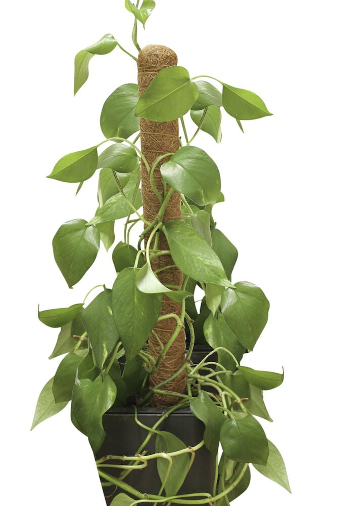 Vaaleanruskea kasvituki köynnöskasvilla mustassa ruukussa.