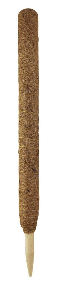 Vaaleanruskea kasvituen tikku, joka on kiedottu kookoskuituun.