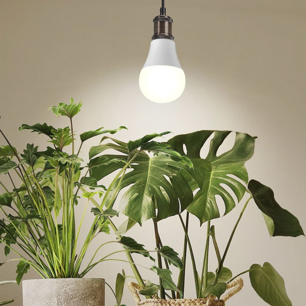 Riippuva led-kasvivalaisin kahden vihreän huonekasvin yläpuolella.