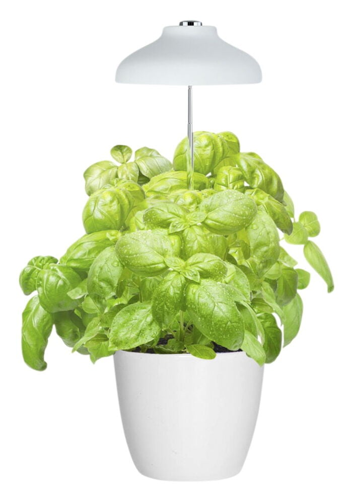 Valkoinen LED-kasvivalo vihreän basilikan yläpuolella ruukussa.