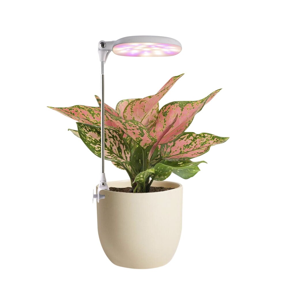 Huonekasvi, jonka yläpuolella säädettävä varren kasvilamppu.