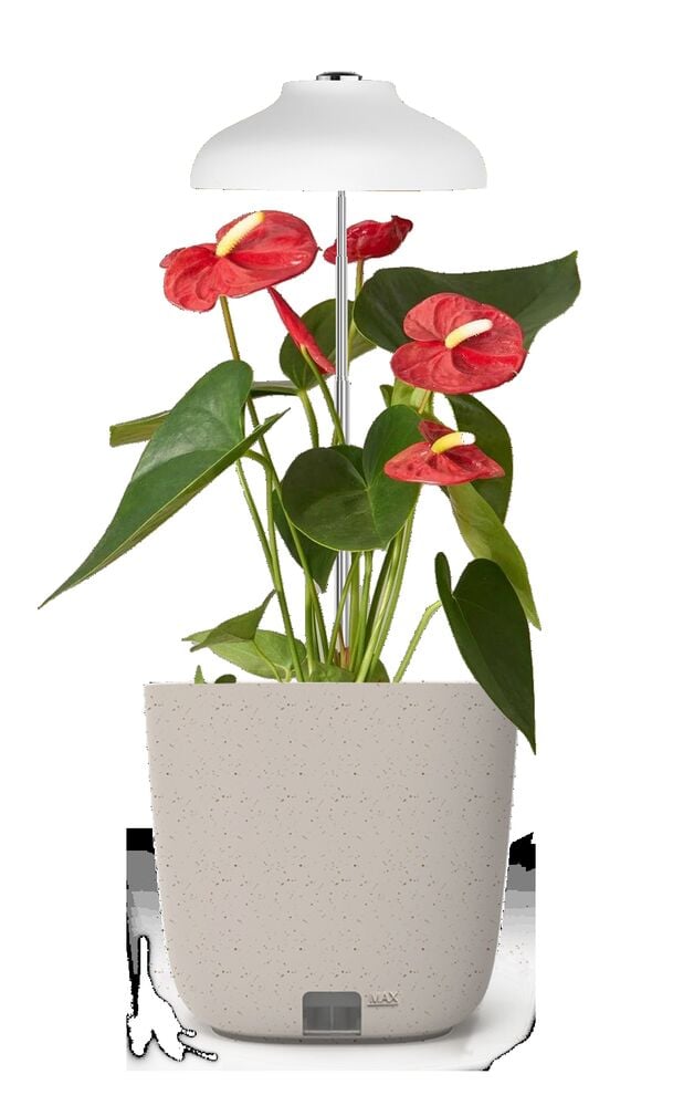 Yrttiruukku Strömsö