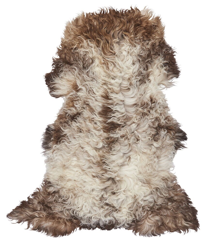 Brunt och vitt lockigt fårskinn med blandade färger.