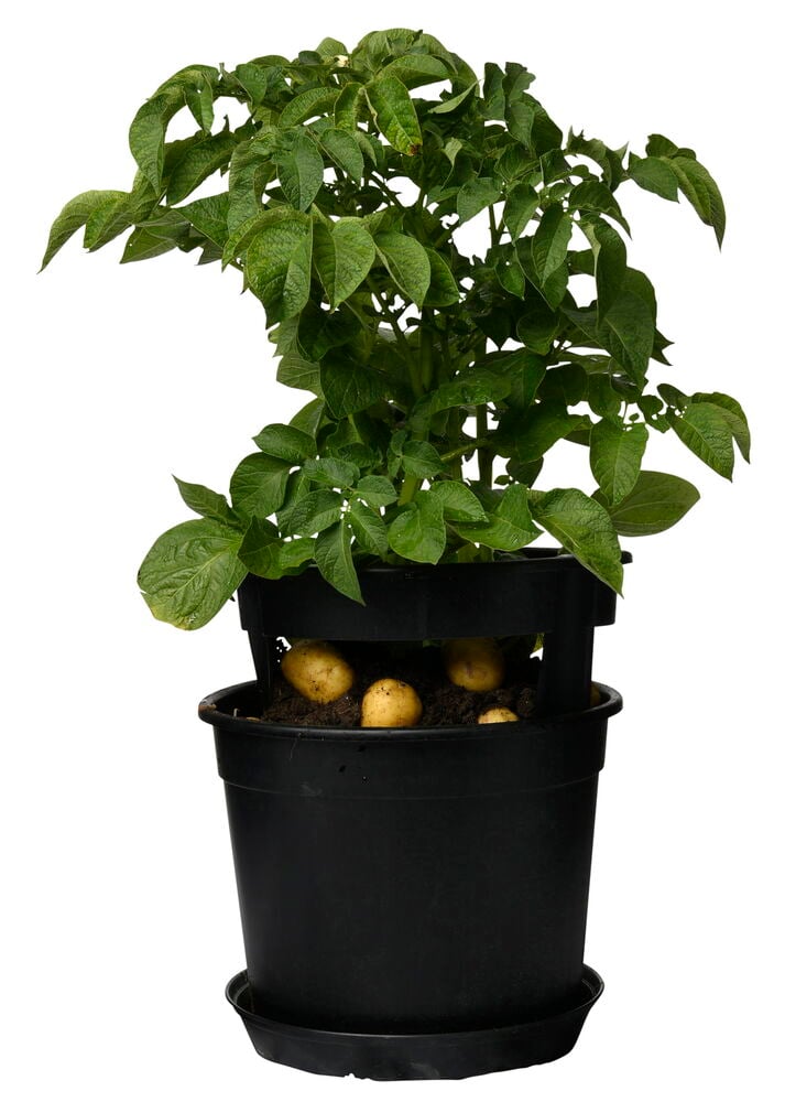 Schwarzer Kartoffeltopf mit wachsender Kartoffelpflanze und sichtbaren Kartoffeln.
