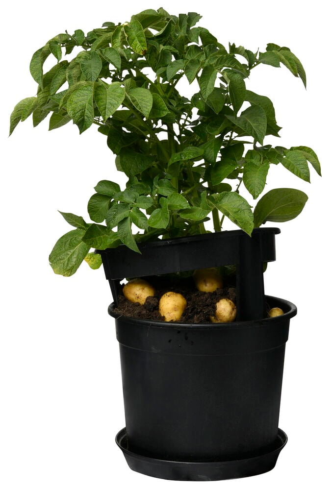 Schwarzer Kartoffeltopf mit Kartoffeln und grüner Pflanze.