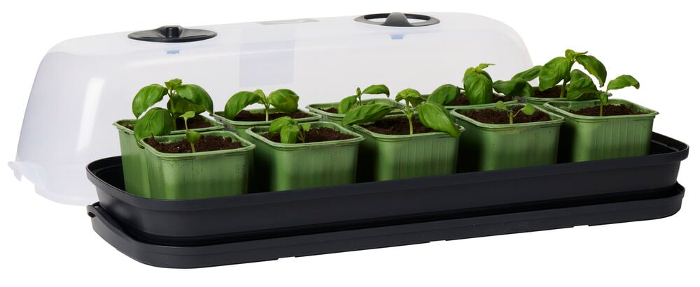 Grönt minidrivhus med täcklock och åtta små plantor.