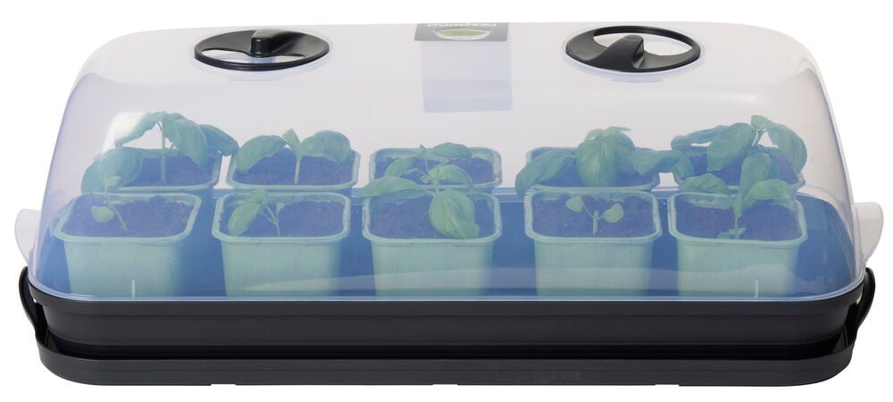 Litet miniväxthus med lock och små plantor.