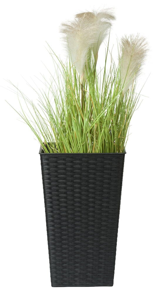 Svart kruka i konstrotting med höga gröna växter.