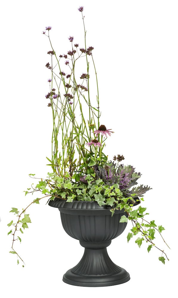 Musta muoviruukku, jossa on vihreitä ja violetteja kasveja.