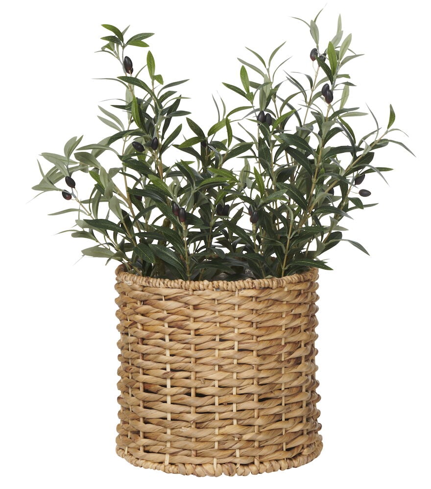 Korgkruka i vattenhyacint med grön växt.