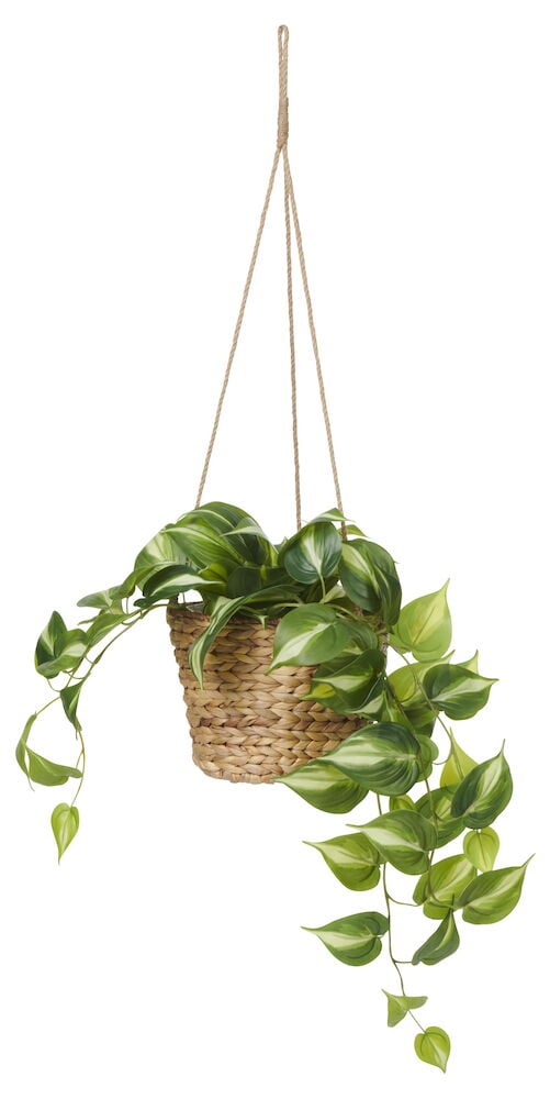 Hängender Korb aus Wasserhyazinthe mit grünen Pflanzen.