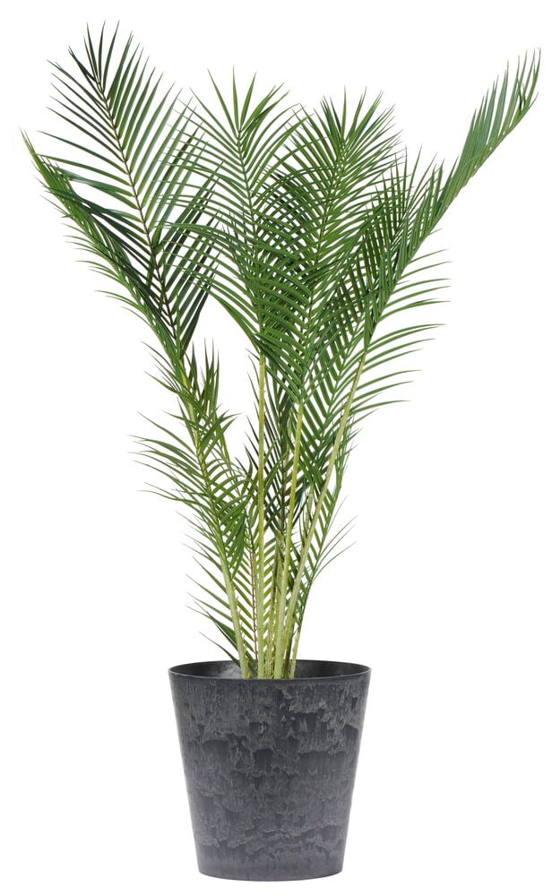 Schwarzer Plastiktopf mit hoher grüner Pflanze.