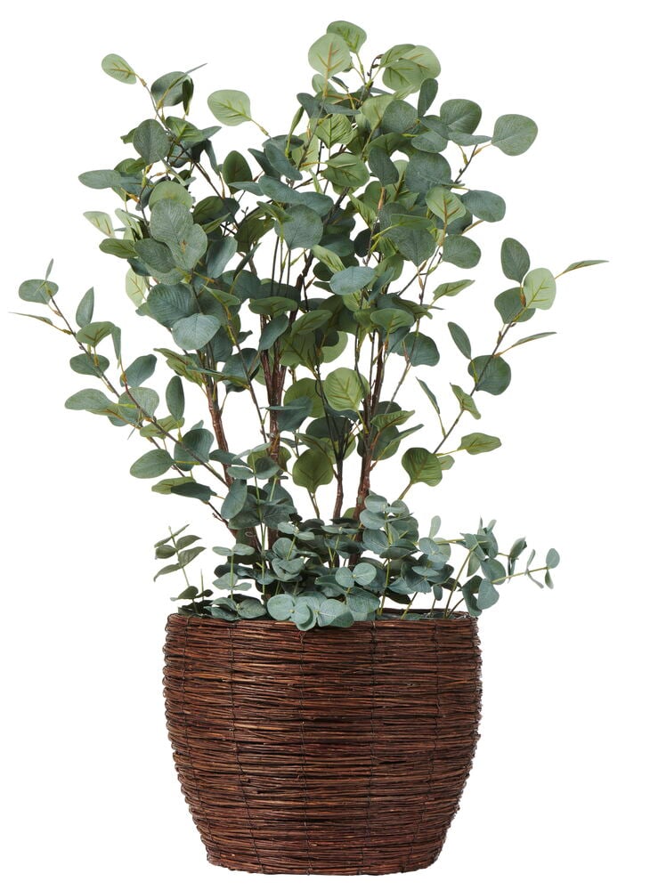 Geflochtener Weidenkorb mit grüner Pflanze drinnen.