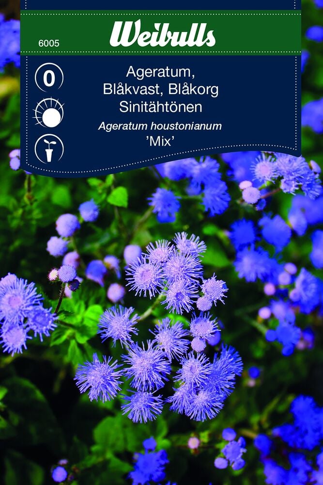 Sininen ja violetti kukkiva maksabalsami vihreässä istutuksessa.