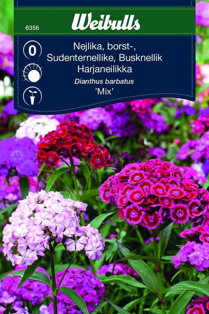 Useita eri värisiä harjaneilikoita kukkapenkissä.