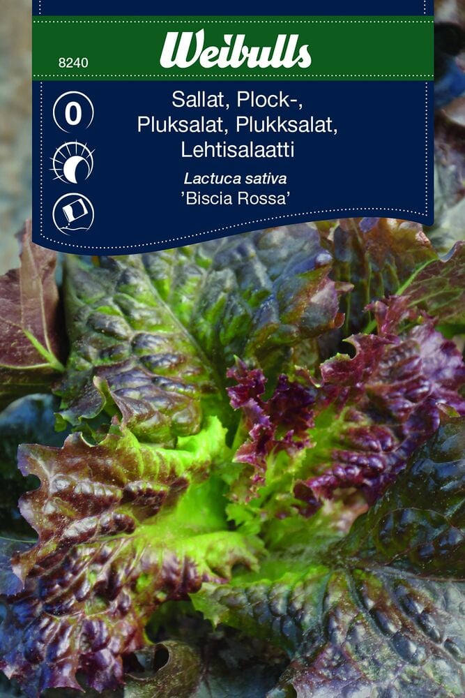 Vihreä salaatti, jossa on punaisia ??kiharaisia ??lehtiä lähikuvassa.