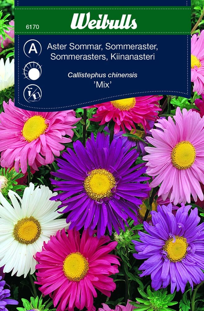 Useita värikkäitä kesäastereita, joissa on keltaiset keskiosat.