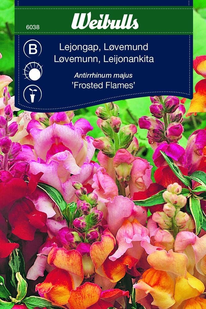 Monivärisiä leijonankitoja eri sävyissä kukkapenkissä.