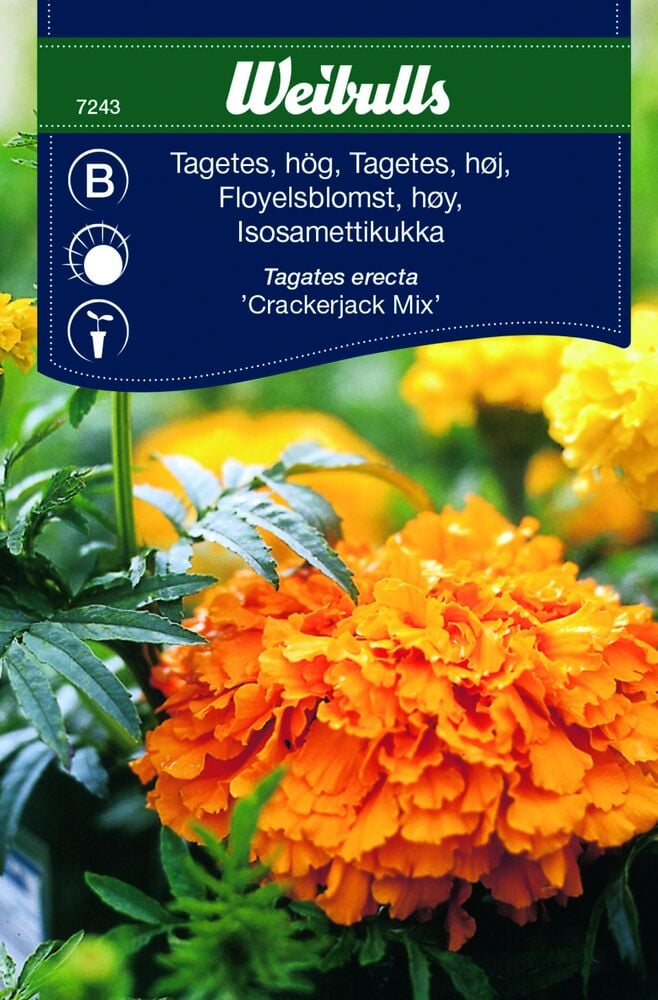 Suuret oranssit ja keltaiset samettikukat vihreillä lehdillä.