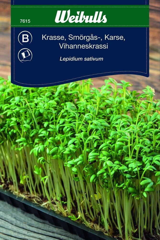 Viljelty vesikrassi muovialustassa vihreine lehtineen.