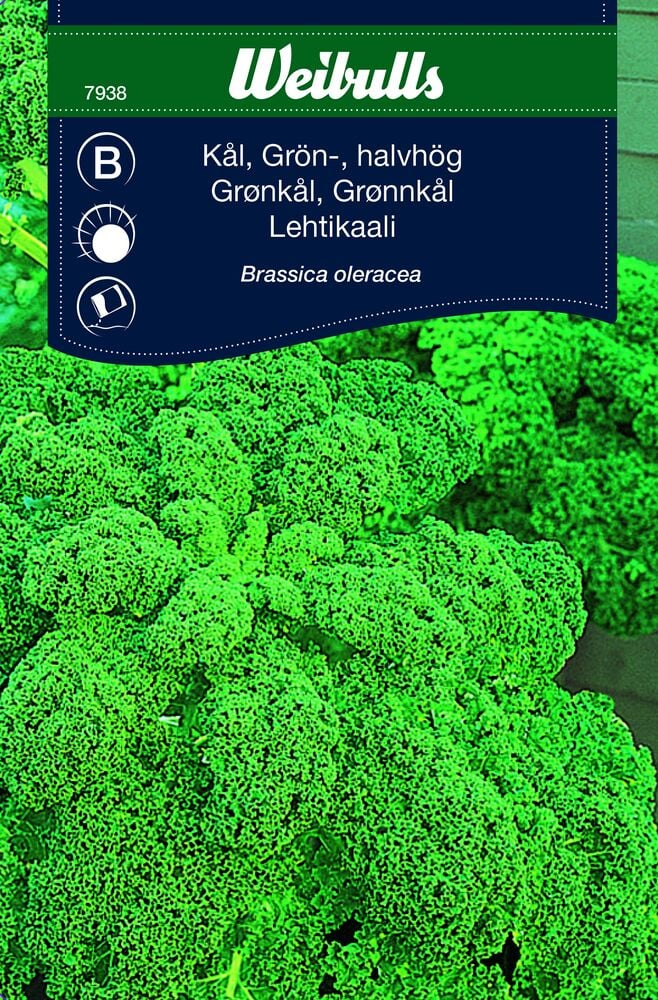 Lähikuva puolimatalasta käpristyneestä lehtikaalista puutarhassa.