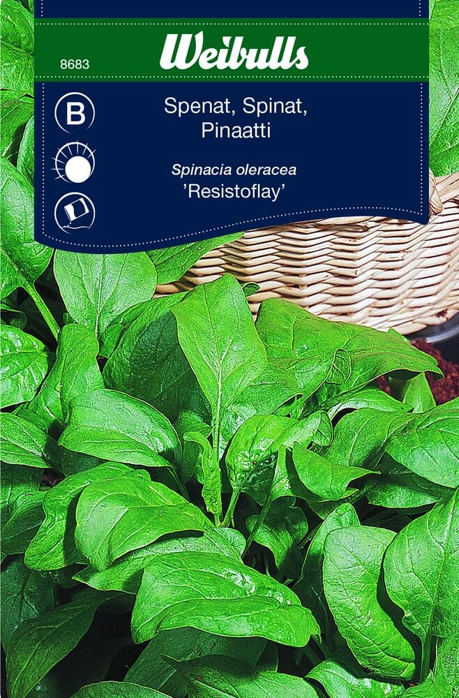 Vihreitä pinaatinlehtiä punotun korin edessä.