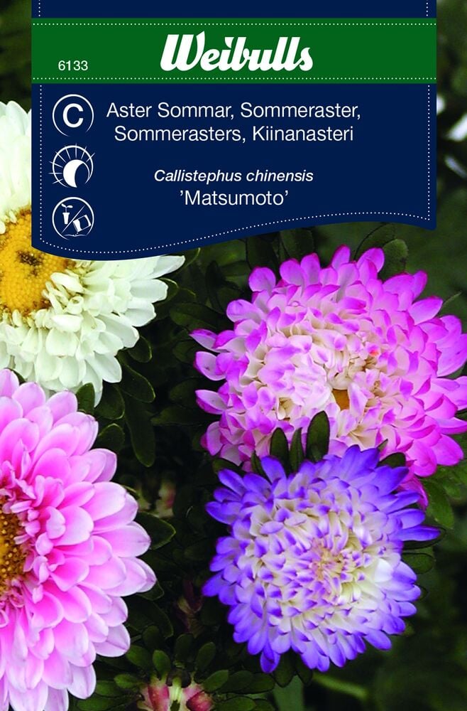 Pastellin sävyisiä kaksinkertaisia kesäasterinkukkia vihreillä lehdillä.