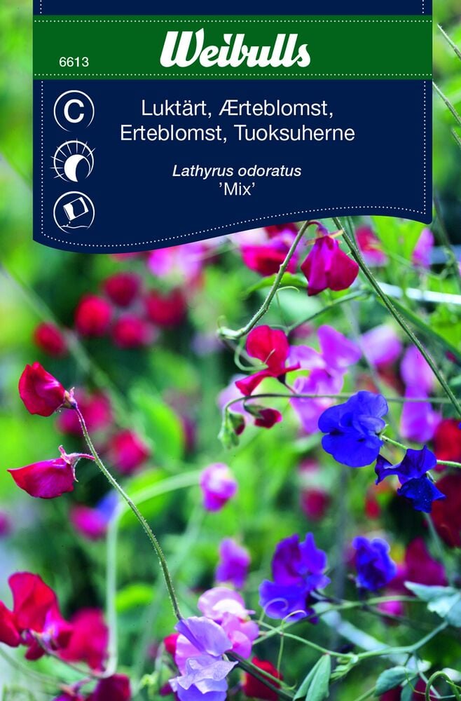 Siemenpussi, jossa eri värisiä tuoksuherneitä.