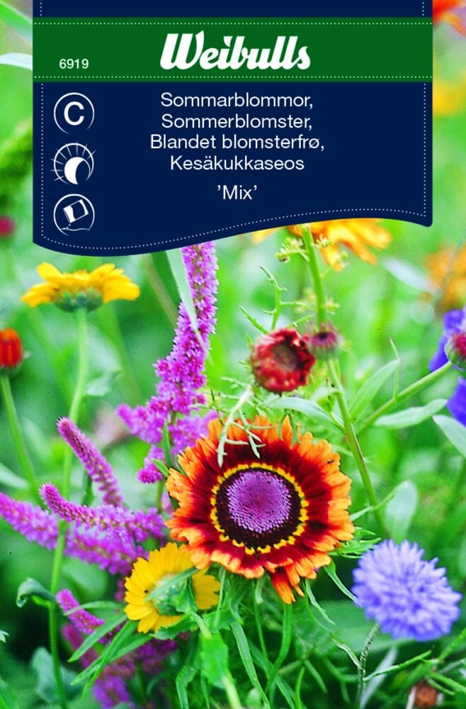 Useita värikkäitä kesäkukkia vihreiden lehtien joukossa.