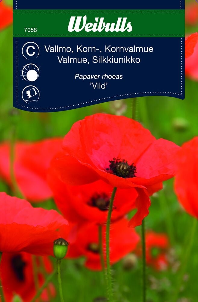 Punaisenoranssit peltounikkokukat vihreässä kukkaniityssä.