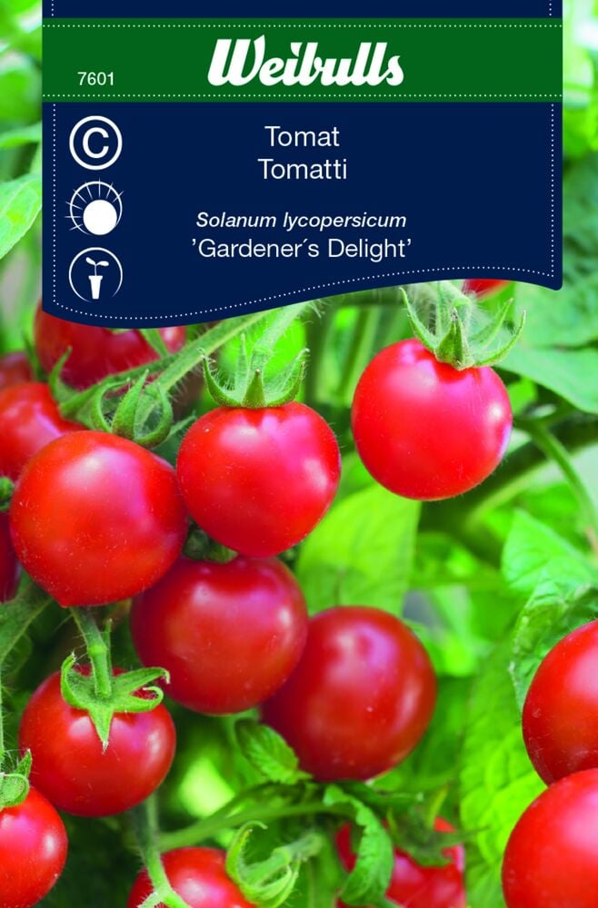 Punaiset kirsikkatomaatit kasvilla, jossa on vihreitä lehtiä.