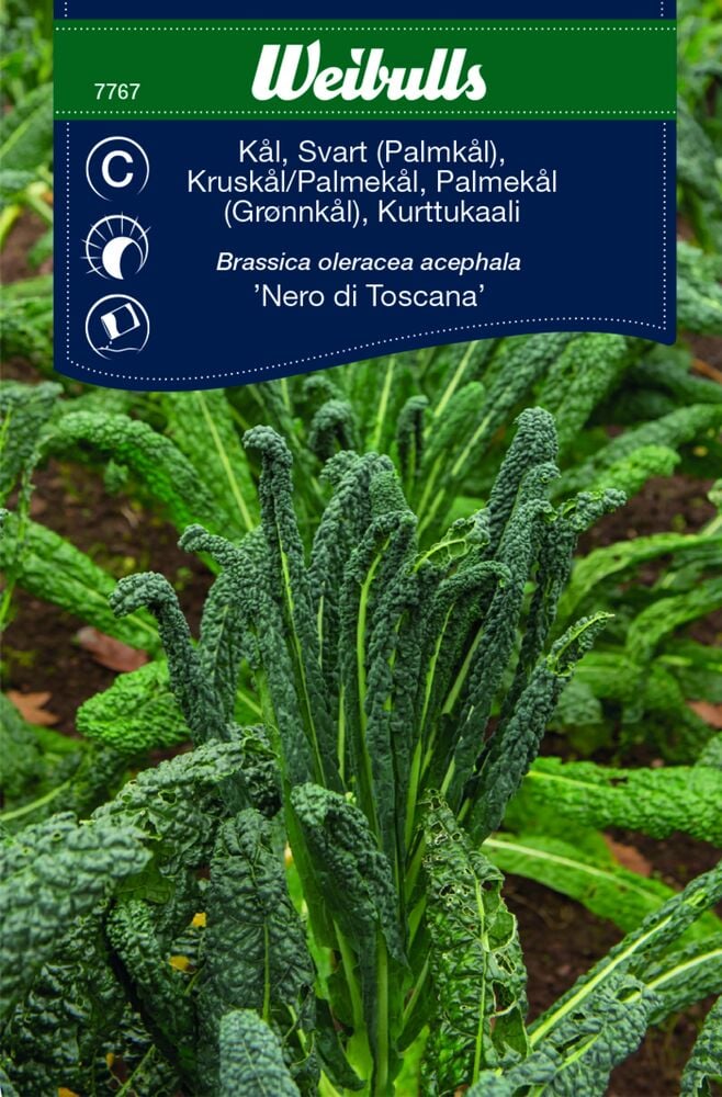 Tummanvihreä kiharalehtinen mustakaali kasvaa puutarhamaalla.