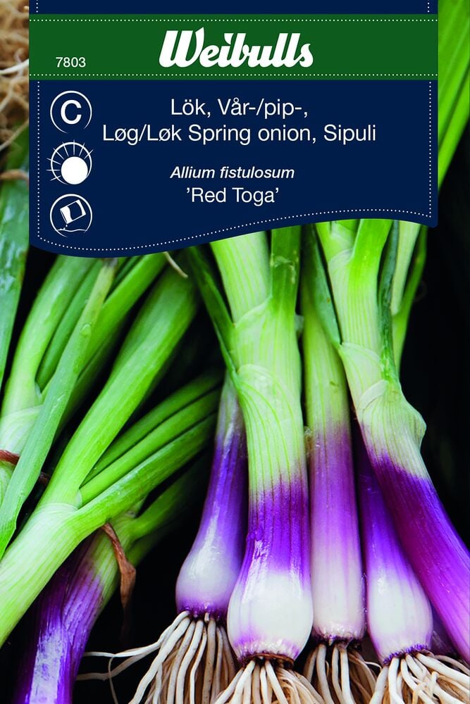 Lähikuva Red Toga kevätsipulipuntista.