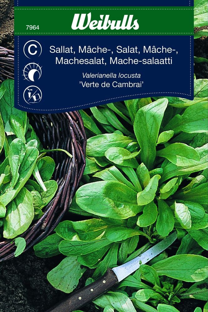 Vihreät soikeat salaatinlehdet korissa veitsen vieressä.