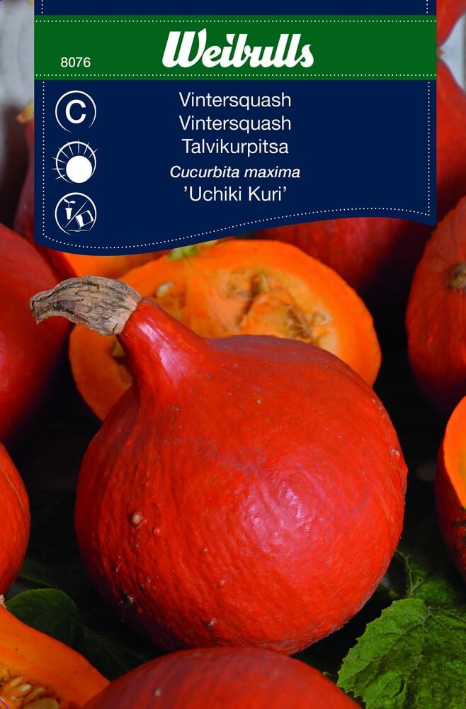 Pyöreät oranssit hokkaido-kurpitsat vihreillä lehdillä.