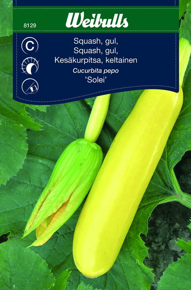 Keltainen kesäkurpitsa ja kukka kasvinlehdellä.