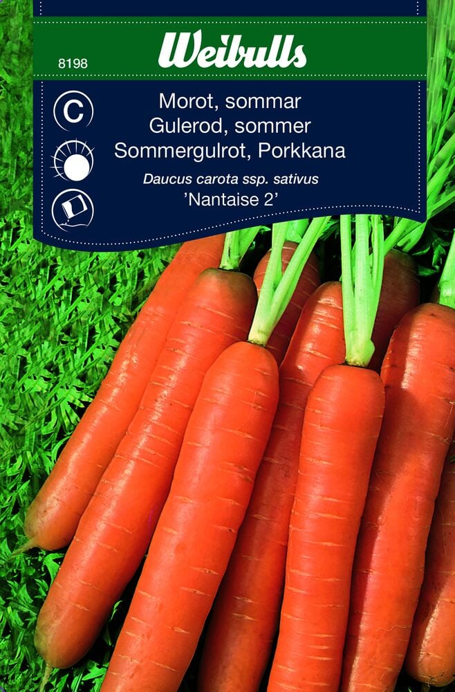 Viisi pitkää oranssia porkkanaa vihreillä lehdillä.