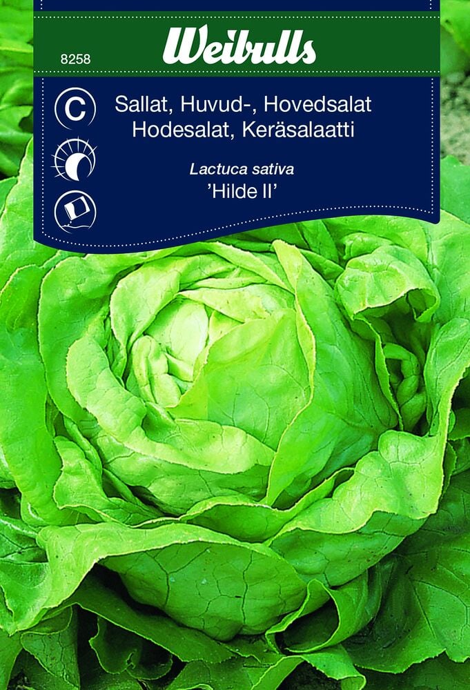 Vihreä tiivislehtinen salaattipää ulkona.