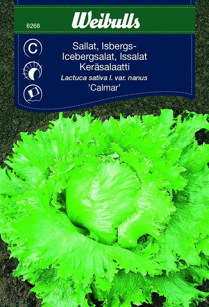 Vihreä jäävuorisalaatti siemenpussi maataustaa vasten.