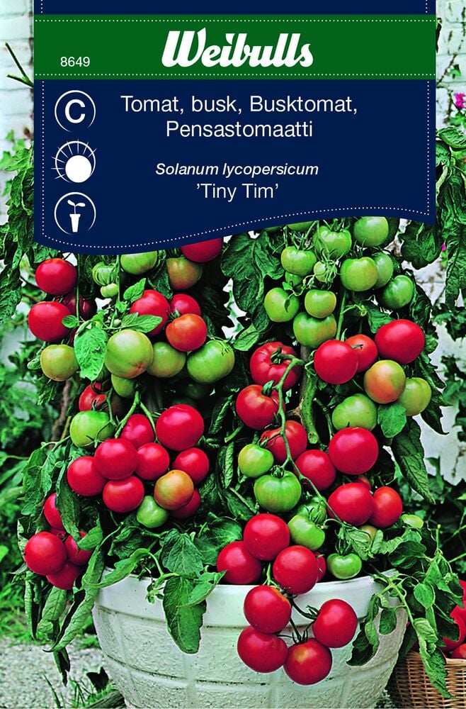 Tomaattikasvi ruukussa, jossa on punaisia ja vihreitä tomaatteja.