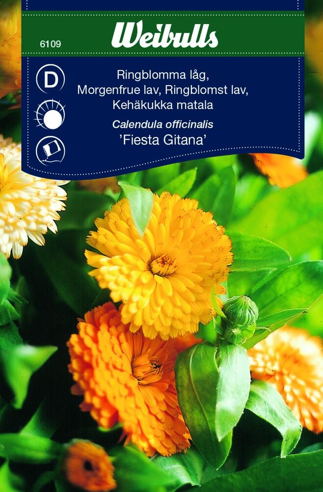 Täytetyt oranssit kehäkukat vihreillä lehdillä