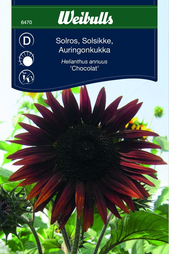 Tummanpunainen auringonkukan kukka, jossa on vihreitä lehtiä ulkona.