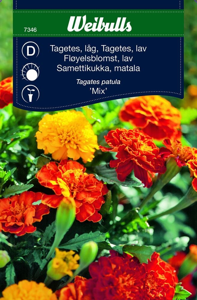 Monivärisiä samettikukkia eri sävyissä ulkona.