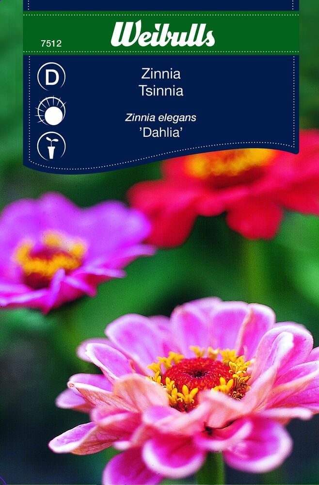 Lähikuva värikkäistä zinnia-kukista puutarhassa.