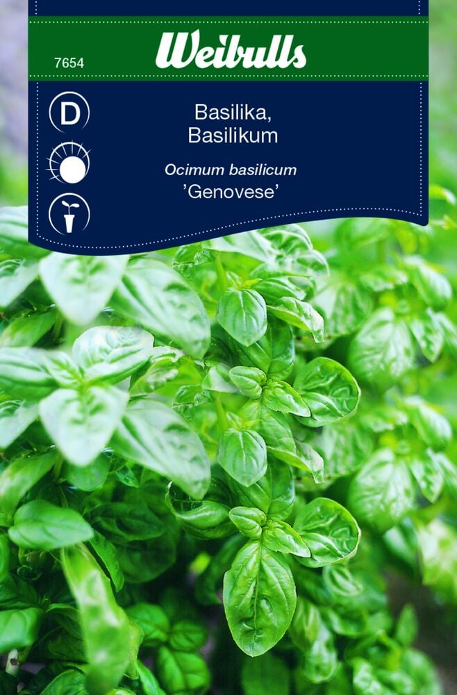 Lähikuva vihreän basilikan kasvista, jossa on paljon lehtiä.
