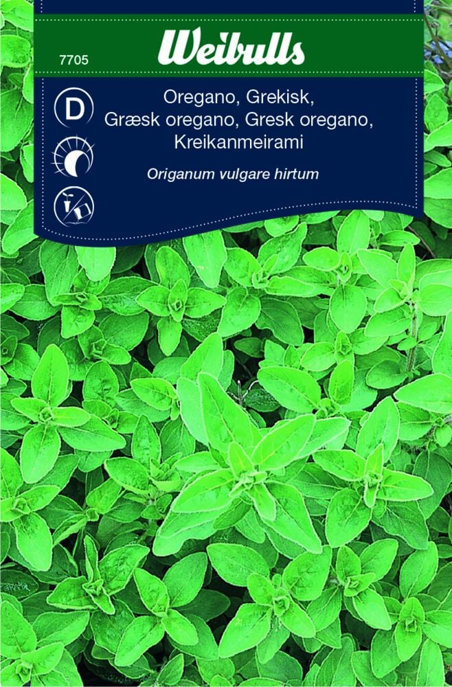 Tiheä kasvinäkymä vihreitä oregano-lehtiä.