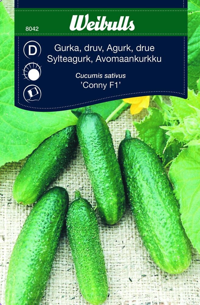 Neljä vihreää viinirypälekurkkua juuttikankaalla.